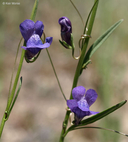 Antirrhinum kelloggii