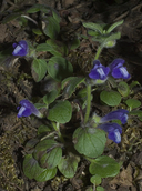 Scutellaria tuberosa (Danny's Skullcap ) Lamiacea (may-july)