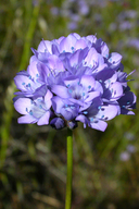 Gilia achilleifolia (California gilia) Polemoniaceae (feb-apr) Foothill Woodland, Mixed Evergreen Forest, Chaparral, Coastal Str