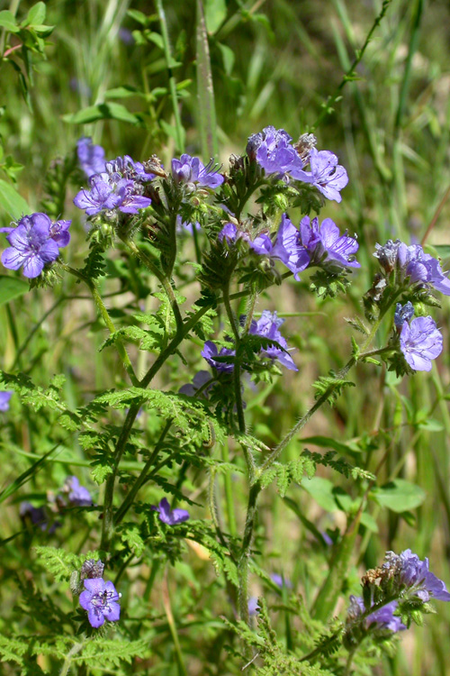 Phacelia distans  Boraginaceae annual (may-june)