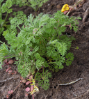 Daucus pusillus
