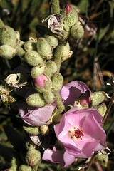 Malacothamnus fremontii (Fremont's bushmallow), (may-june), Malvaceae, shrub