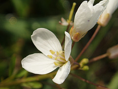 Cardamine californica (milkmaid) Brassicaceae, (feb-april)