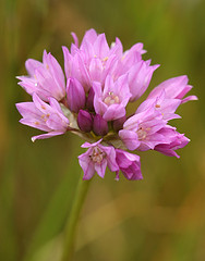 Allium serra (jewled onion) Alliaceae (mar-may)