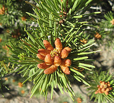 Pinus contorta  male cones