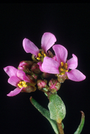 Arabis lemmonii (lemmon's rockcress) Brassicaceae june-aug 
