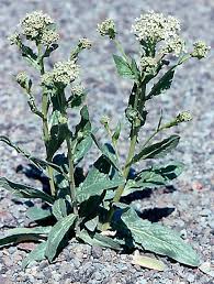 Lepidium latifolium(perennial pepperweed), per, may-june BRASSICACEAE