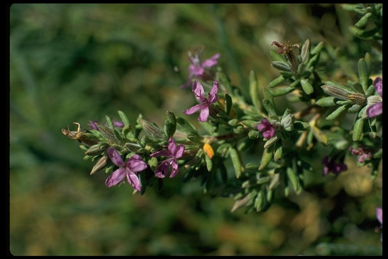 Frankenia salina (Frankenia salina)  	FRANKENIACEAE    	 may-oct perennial