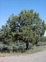 (Utah Juniper) Juniperus osteosperma (J.utahensis  Cupressaceae blooms fall/winter