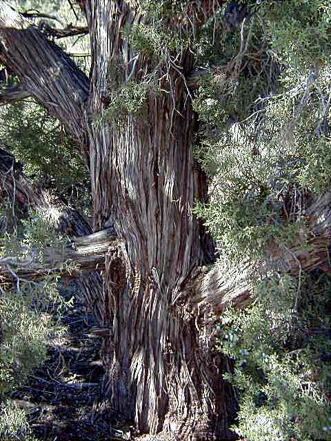 (Utah Juniper) Juniperus osteosperma
