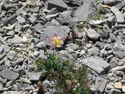 Aquilegia scopulorum, Utah columbine, perennial,  Ranunculaceae  