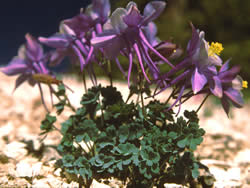 Aquilegia scopulorum, Utah columbine, perennial,  Ranunculaceae  