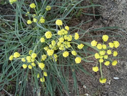 Lomatium triternatum nineleaf biscutroot apiaceae, perennial, apr-july