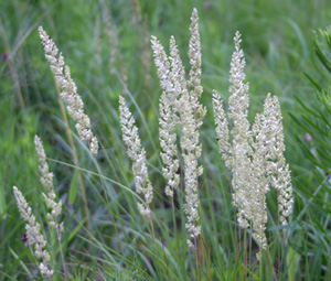 Koeleria macrantha Prarie june grass poeacea perennial 