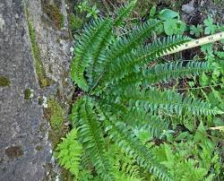 Polystichum lonchitis Dryopteridaceae northern hollyfern