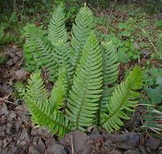 Polysticum munitum Dryopteridaceae western swordfern