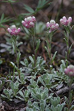 Antennaria rosea Asteraceae rosy pussytoes perennial
