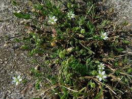 Arenaria serpyllifolia Caryophyllaceae thymeleaf sandwort perennial