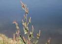 Atriplex triangularis Chenopodiaceae fat hen* annual