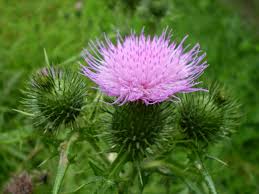 Cirsium arvense Asteraceae Canada thistle perennial*