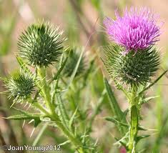 Cirsium vulgare Asteraceae bull thistle*
