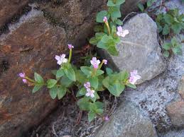 Epilobium alpinum Onagraceae willowherb perennial
