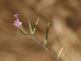 Epilobium brachycarpum Onagraceae tall willowherb