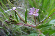 Epilobium luteum Onagraceae yellow willowherb perennial