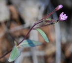Epilobium minutum Onagraceae small-flowered willowherb
