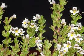 Euphrasia nemarosa Scrophulariaceae common eyebright annual