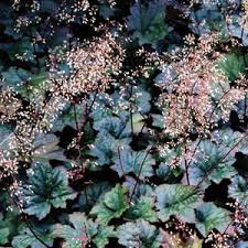 Heuchera micrantha Saxifragaceae crevice alumroot