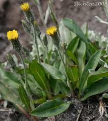 Hieracium gracile Asteraceae slender hawkweed perennial