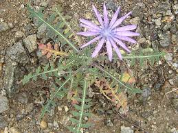 Lactuca perennis Asteraceae perennial lettuce*