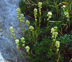 Luetkea pectinata Rosaceae partridgefoot perennial