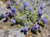 Lupinus lepidus Fabaceae dwarf mountain lupine
