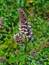 MENTHA PIPERITA Lamiaceae peppermint perennial *