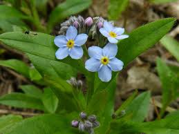 Myosotis laxa Boraginaceae bay forget-me-not