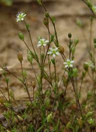 Sagina decumbens Caryophyllaceae trailing pearlwort annual