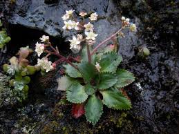 Saxifraga occidentalis Saxifragaceae alberta saxifrage perennial