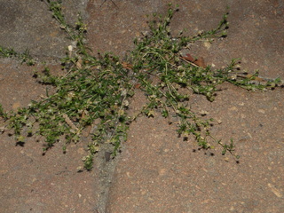 Sagina procumbens Caryophyllaceae birdeye pearlwort perennial*