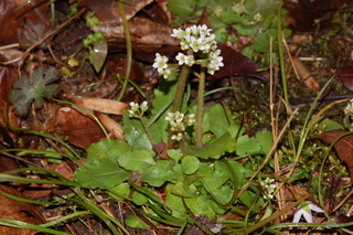 Saxifraga ferruginea Saxifragaceae Alaska saxifrage perennial