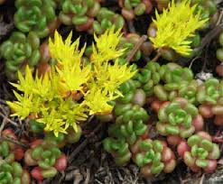 Sedum oreganum Crassulaceae orgegon stonecrop perennial