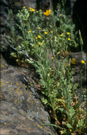Senecio sylvaticus Asteraceae woodland ragwort annual*