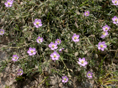 Spergularia rubra Caryophyllaceae red sandspurry*