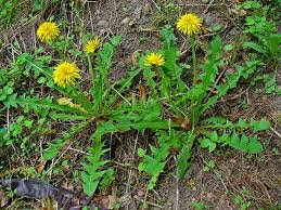 Taraxacum officinale Asteraceae common dandelion perennial*