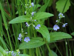 Veronica americana Scrophulariaceae American speedwell