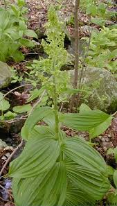 Veratrum viride Melanthiaceae Indian hellebore