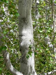 mt_st_helen_trees