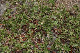 Arctostaphylos	nevadensis	Ericaceae	kinnikinnick