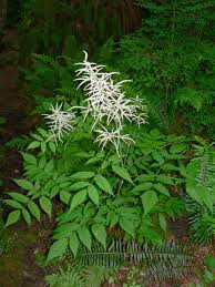 Aruncus	sylvestre	Rosaceae	goatsbeard*